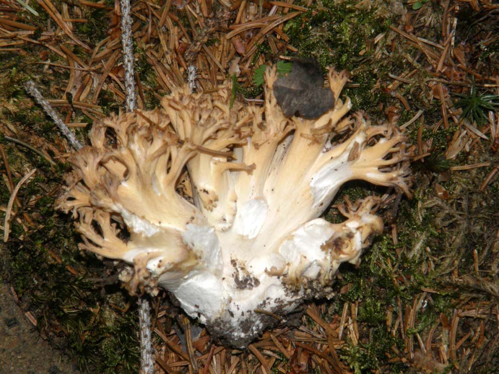 Clavaria da identificare.