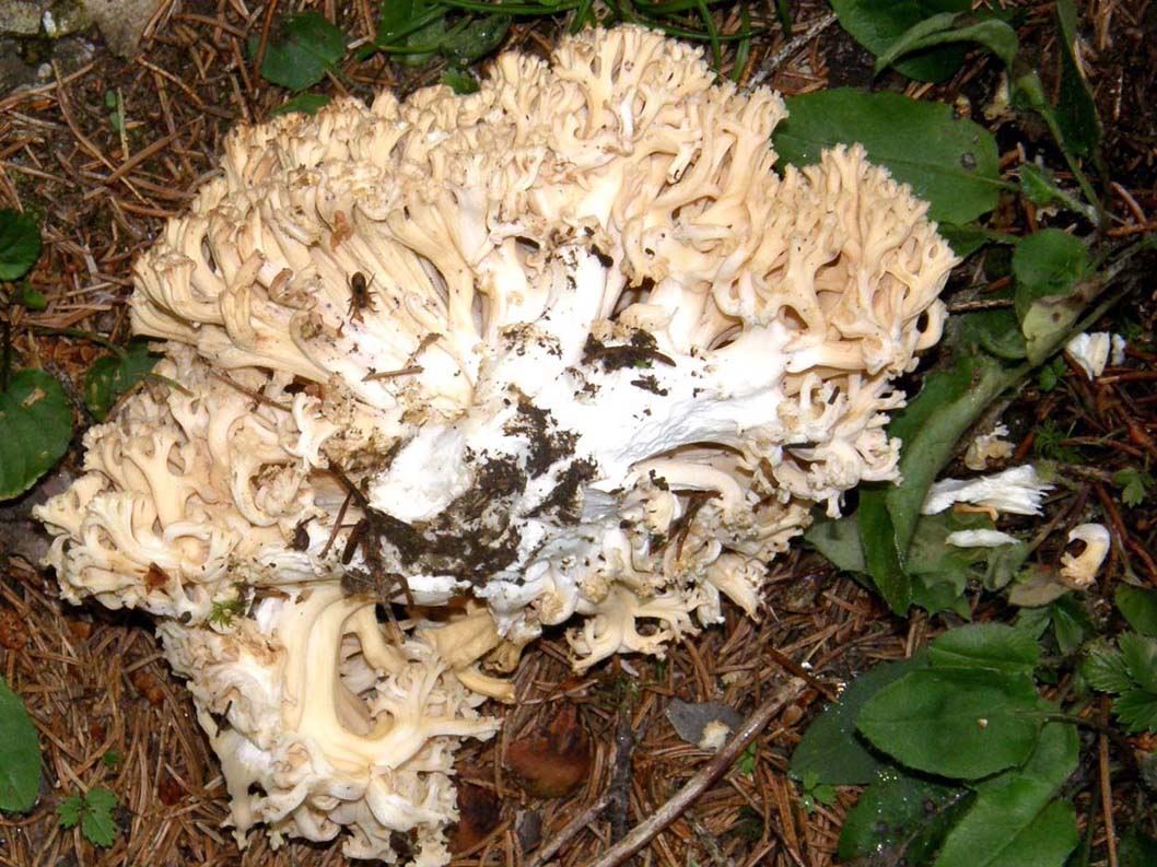 Clavaria da identificare.