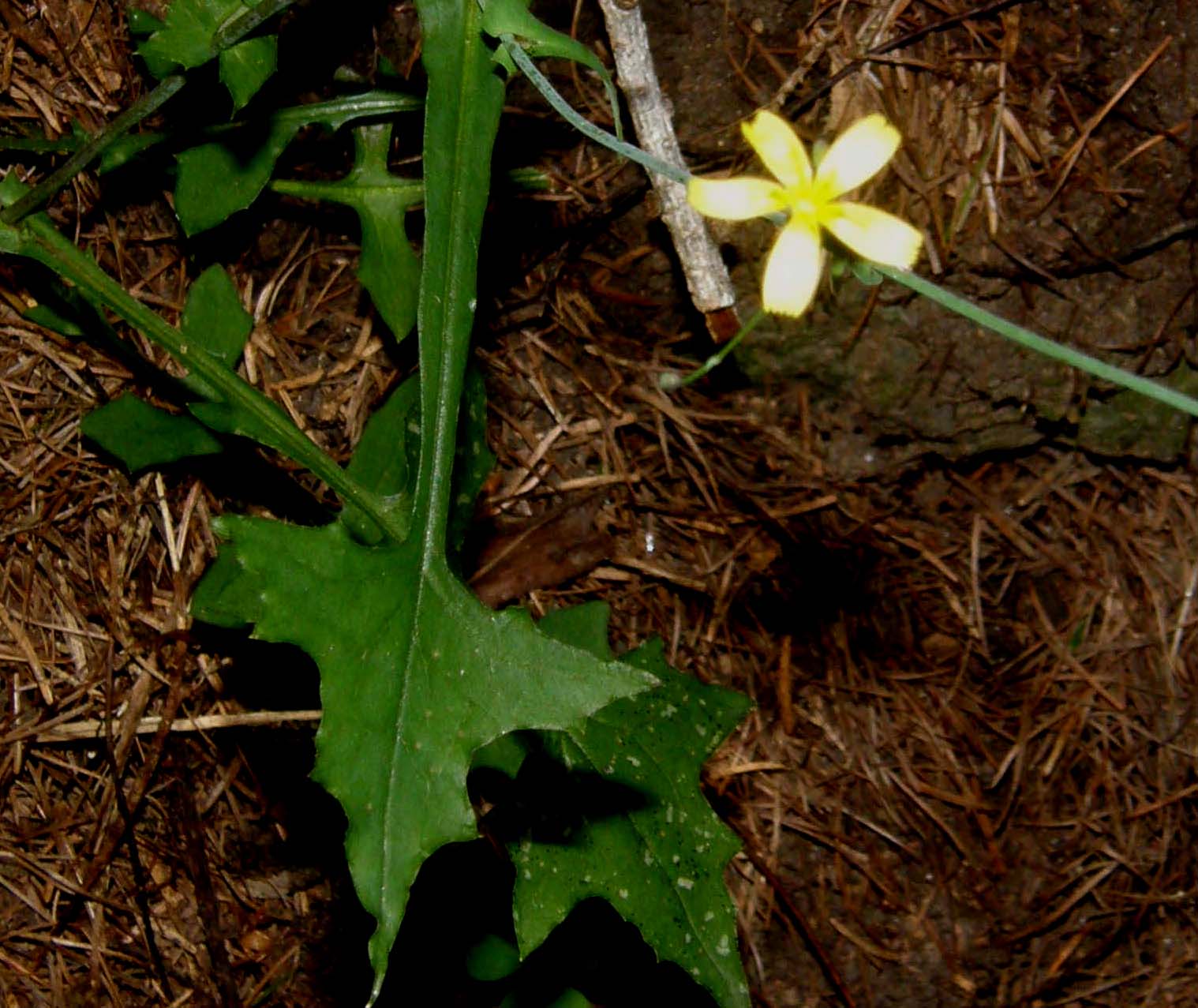 Mycelis muralis (=Lactuca muralis) / Lattuga dei boschi