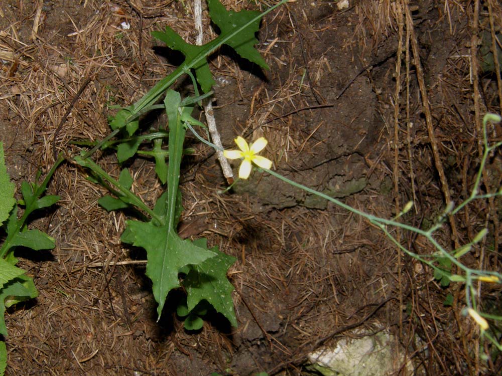 Mycelis muralis (=Lactuca muralis) / Lattuga dei boschi