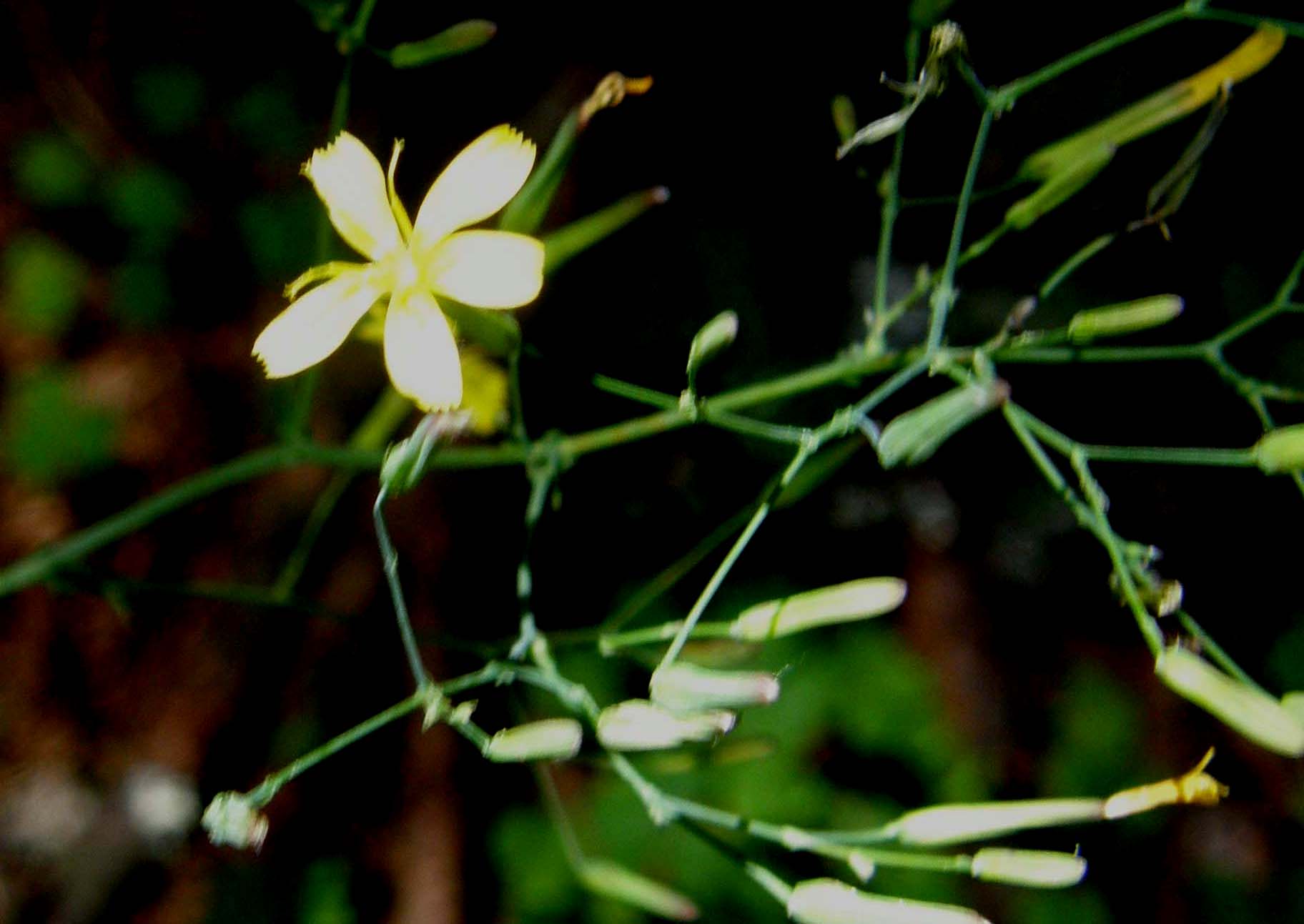 Mycelis muralis (=Lactuca muralis) / Lattuga dei boschi