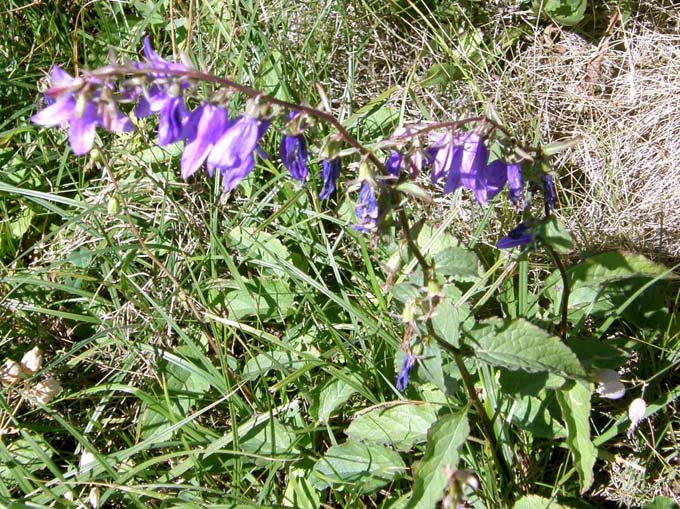 Campanula rapunculoides e:Campanula glomerata