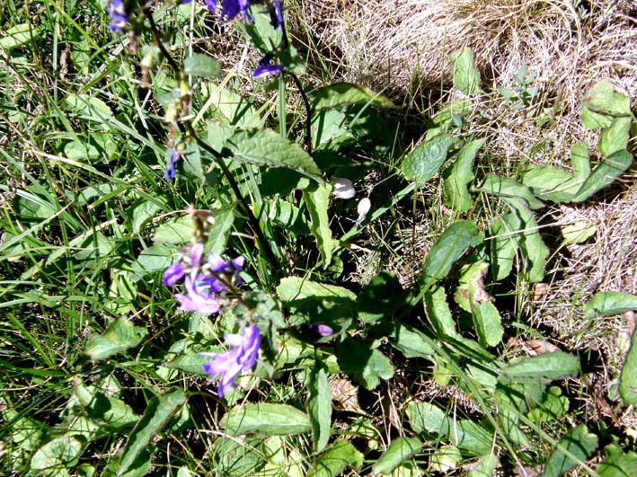 Campanula rapunculoides e:Campanula glomerata