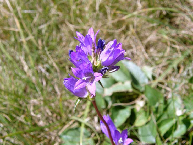 Campanula rapunculoides e:Campanula glomerata