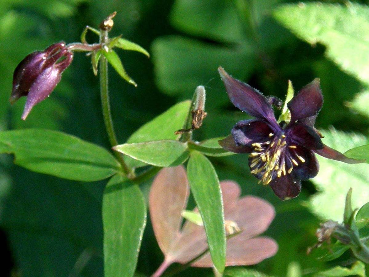 Aquilegia da identificare - Aquilegia atrata