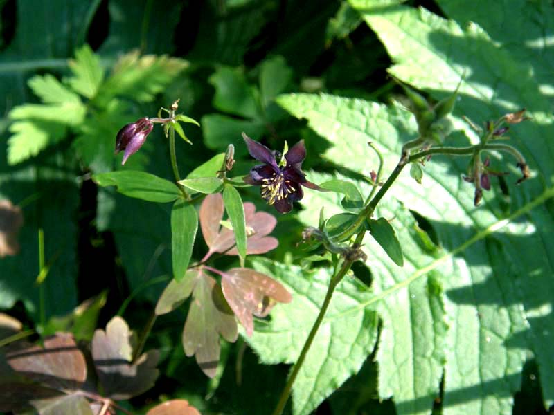 Aquilegia da identificare - Aquilegia atrata