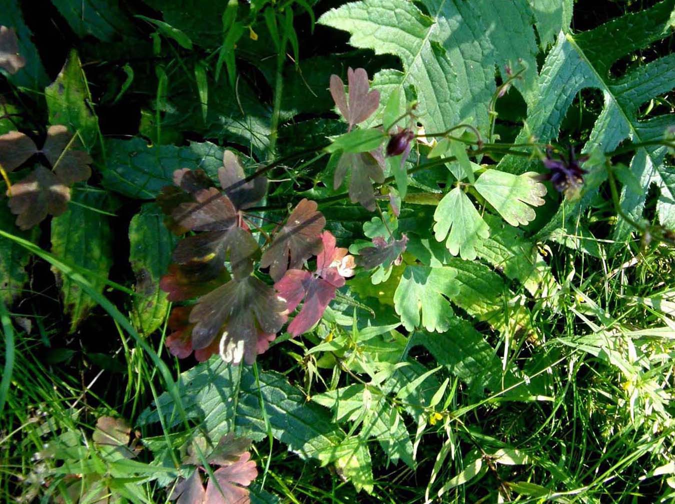 Aquilegia da identificare - Aquilegia atrata