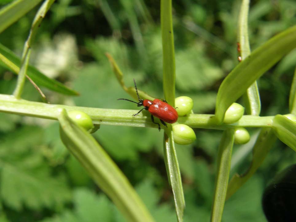 Lilioceris lilii