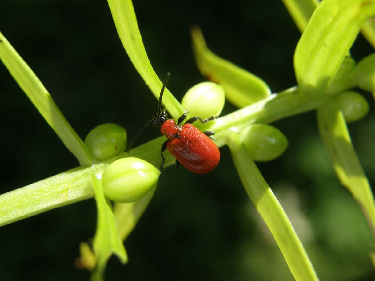 Lilioceris lilii