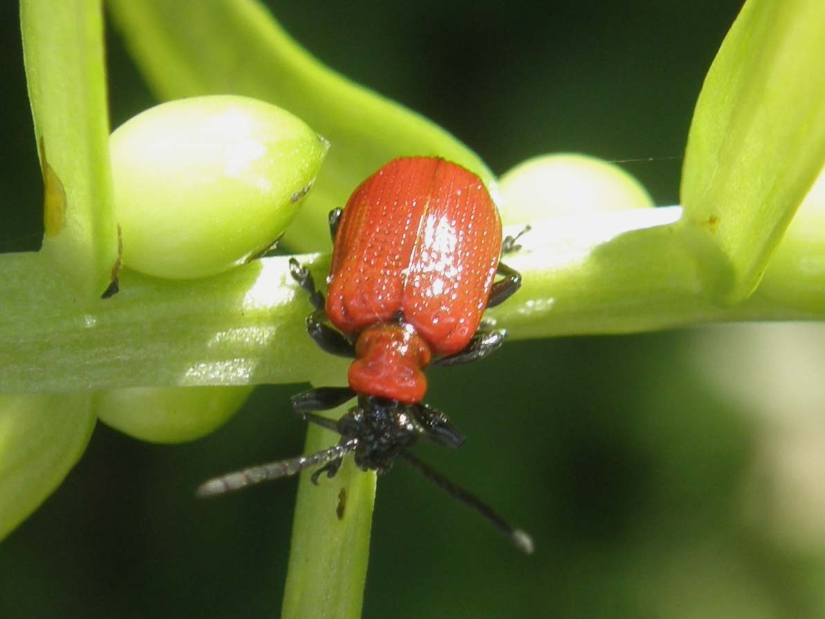 Lilioceris lilii