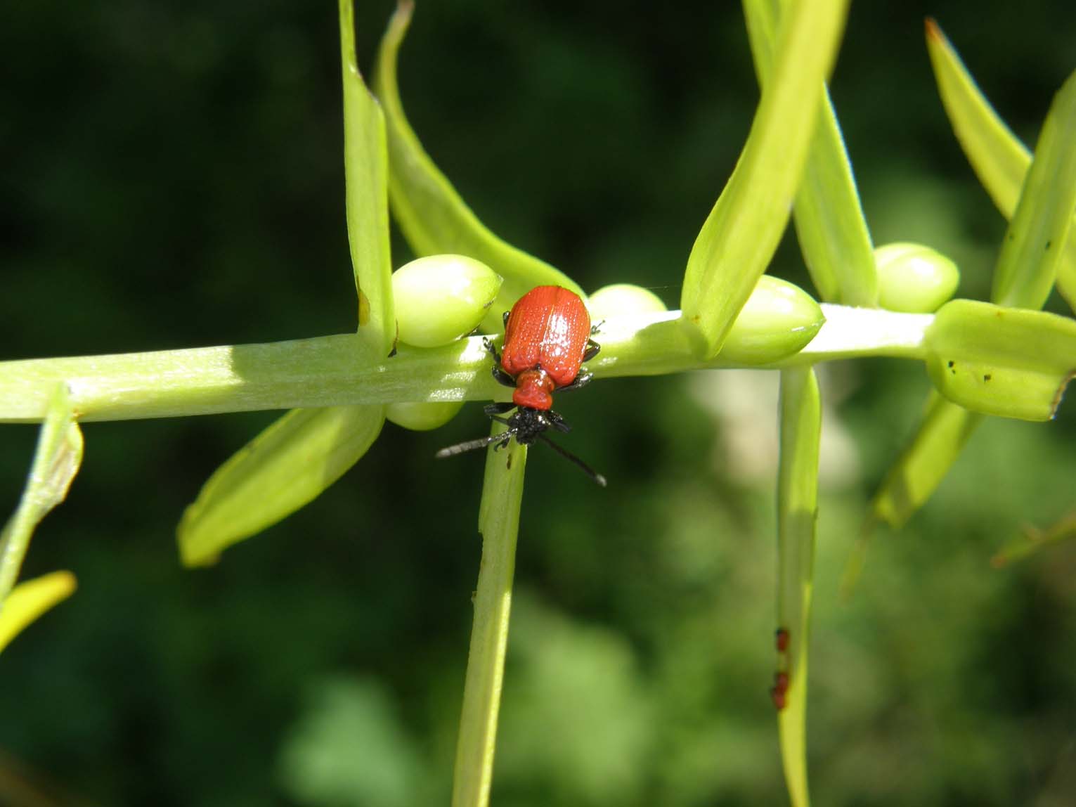 Lilioceris lilii