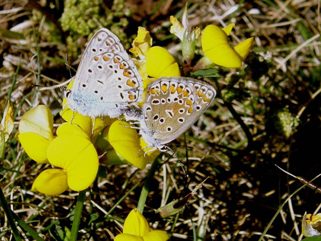 Accoppiamento di Polyommatus icarus