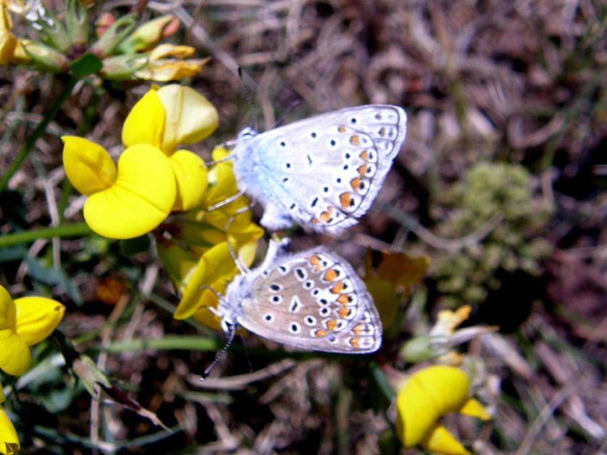 Accoppiamento di Polyommatus icarus