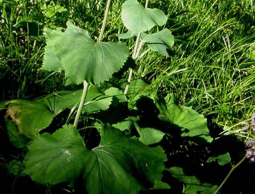 Adenostyles alpina (=Adenostyles glabra) / Cavolaccio verde