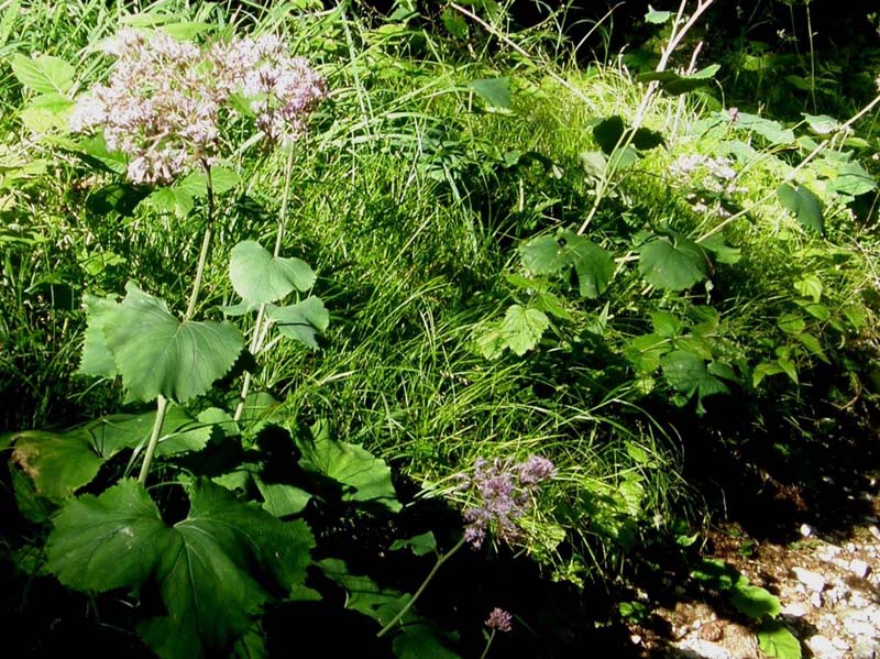 Adenostyles alpina (=Adenostyles glabra) / Cavolaccio verde