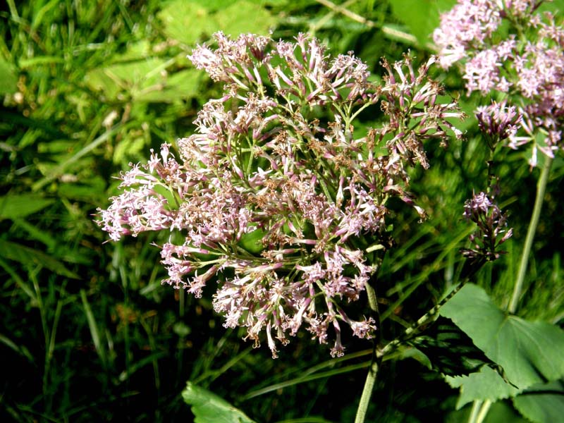 Adenostyles alpina (=Adenostyles glabra) / Cavolaccio verde