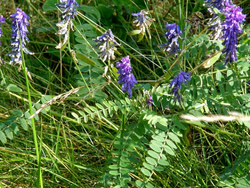 Vicia villosa ? - Vicia sp. (Fabaceae)