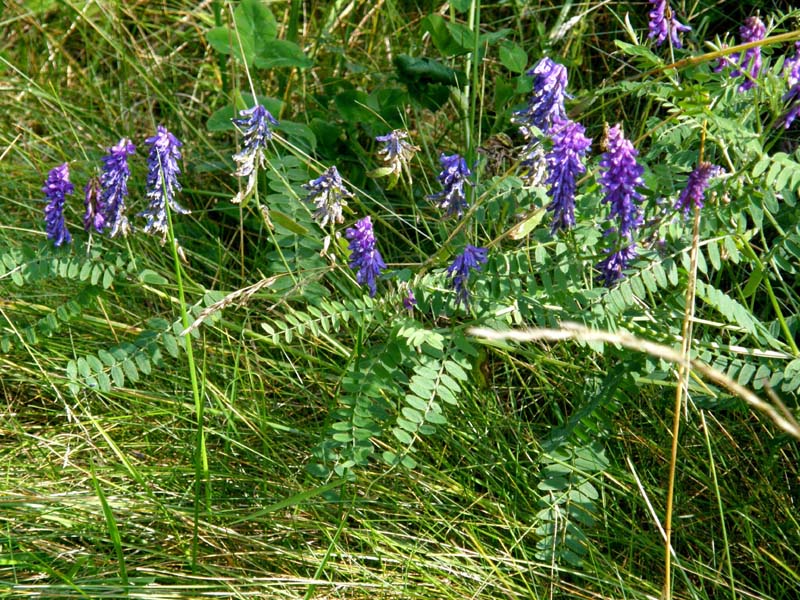 Vicia villosa ? - Vicia sp. (Fabaceae)