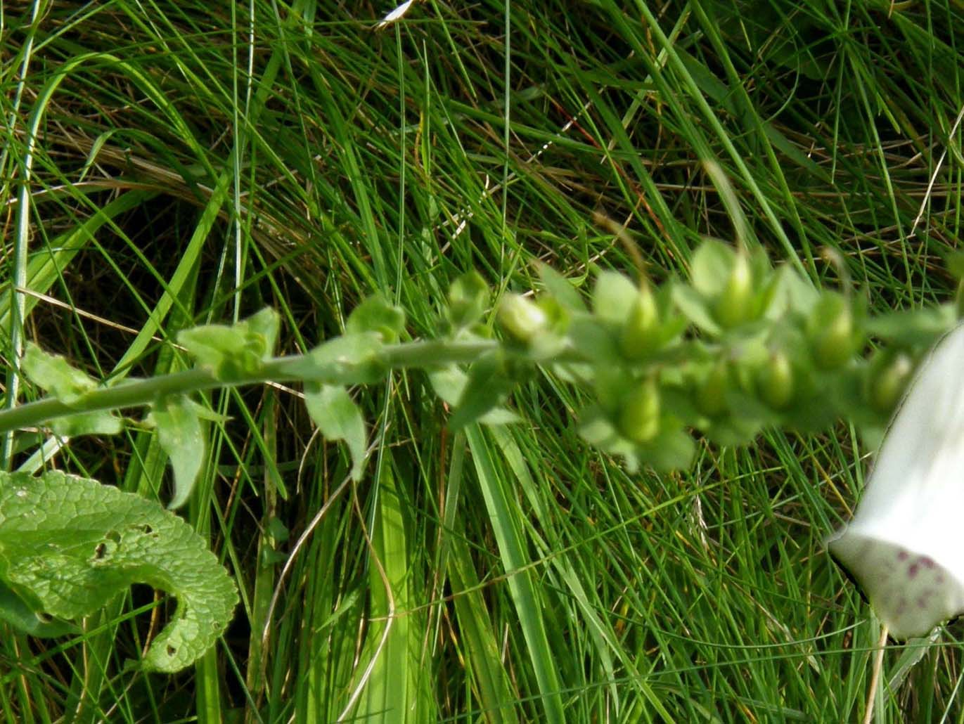 Digitale da identificare - Digitalis purpurea