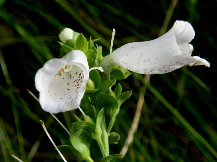 Digitale da identificare - Digitalis purpurea