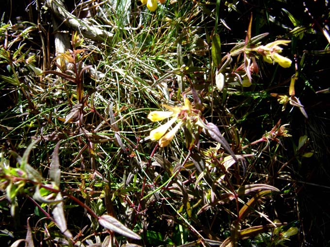 Melampyrum sp. (Lamiales -Orobanchaceae)