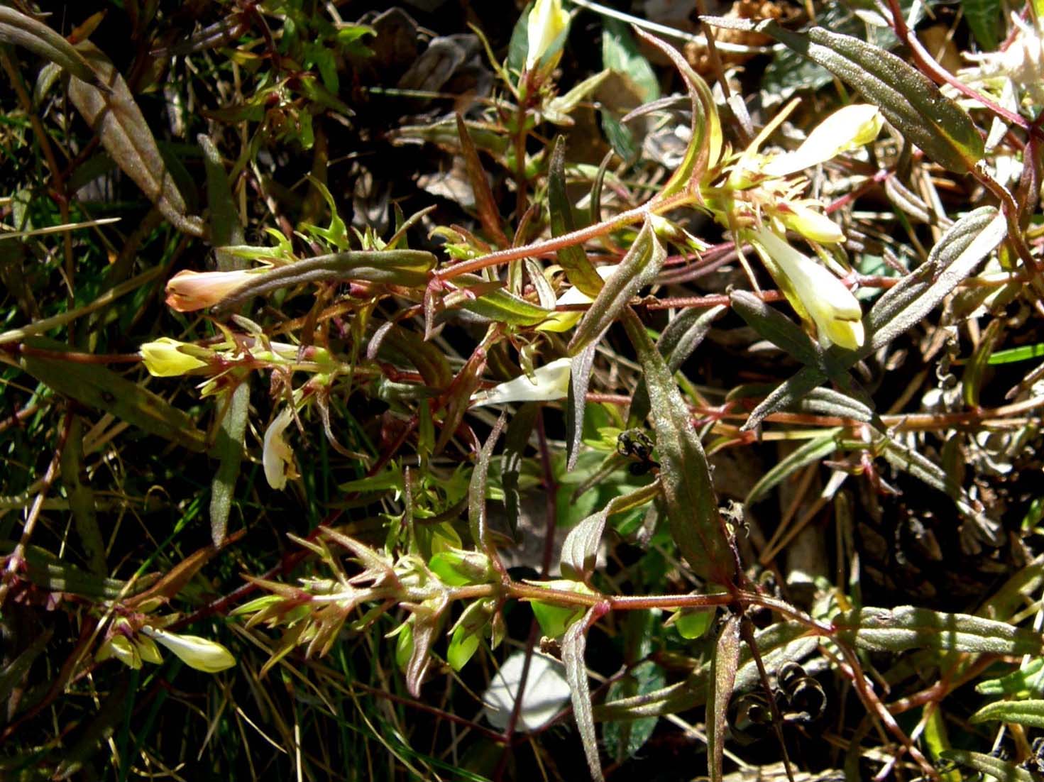 Melampyrum sp. (Lamiales -Orobanchaceae)