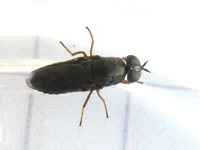 Scenopinus sp. ♀ (Scenopinidae)