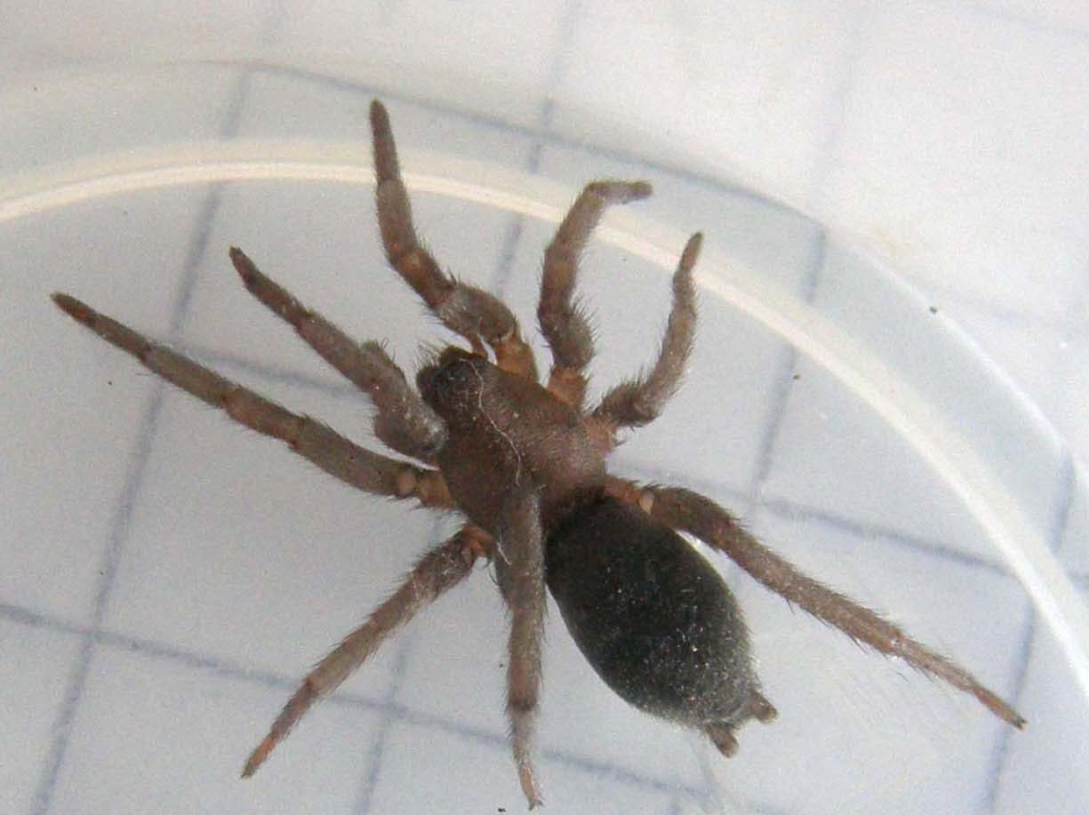 Scotophaeus sp.