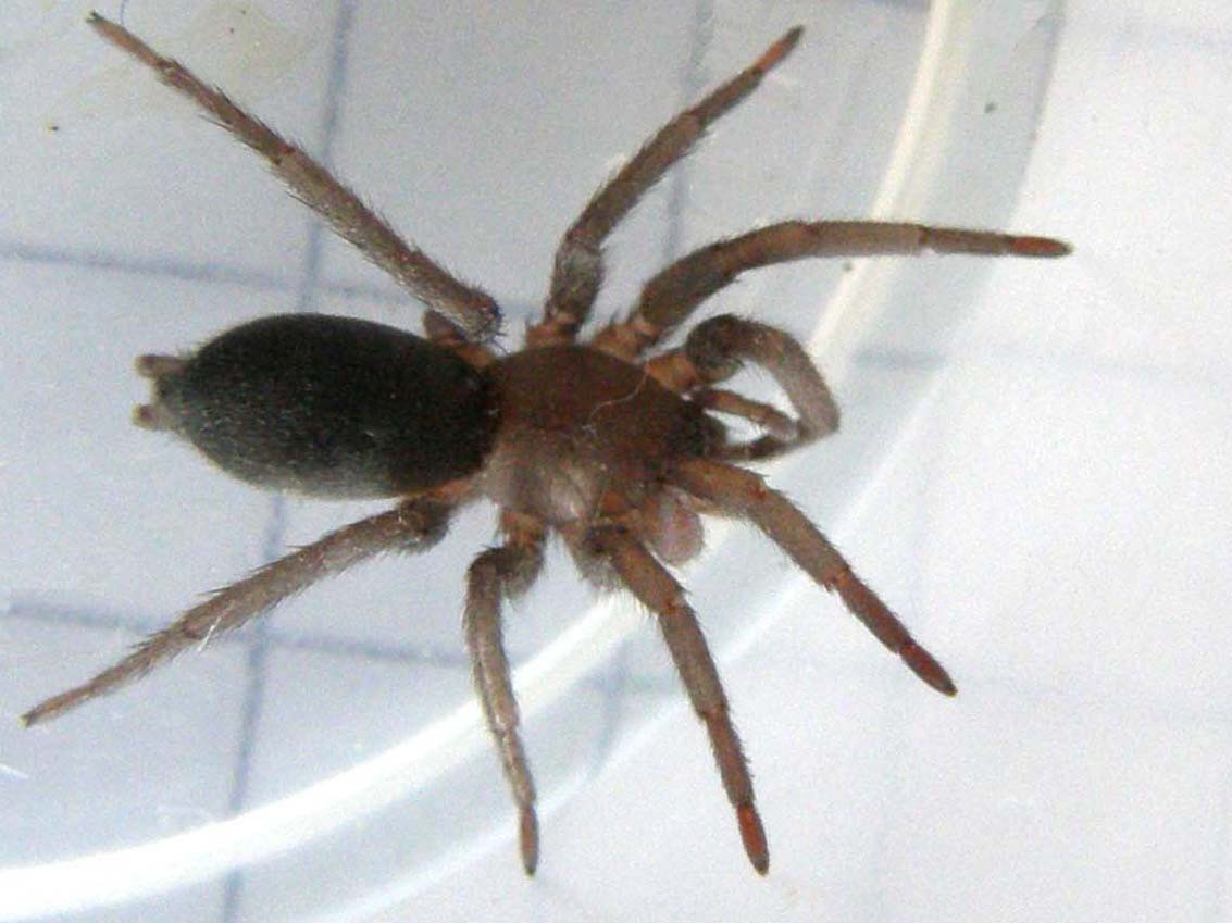 Scotophaeus sp.