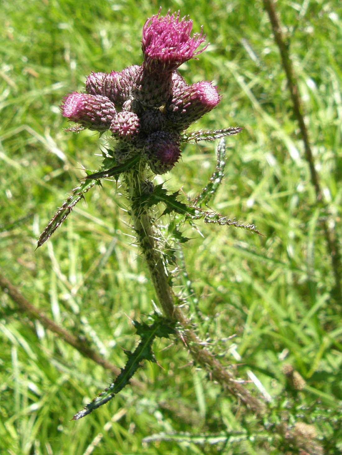 Cirsium palustre