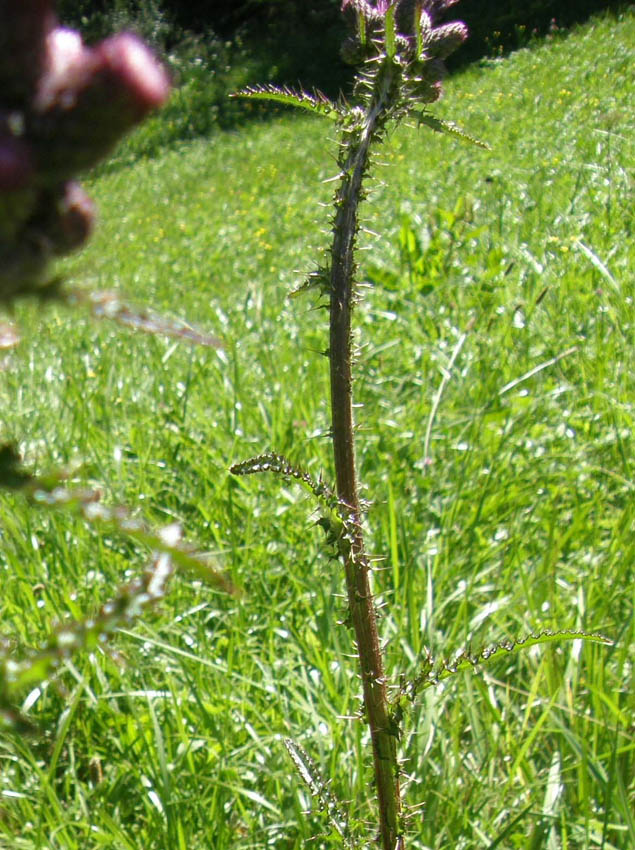 Cirsium palustre