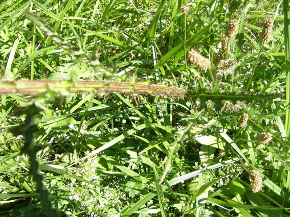 Cirsium palustre