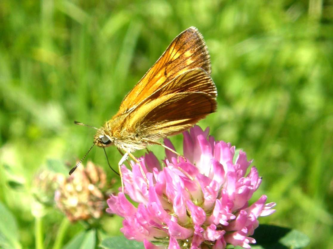 Ochlodes altoatesini da identificare