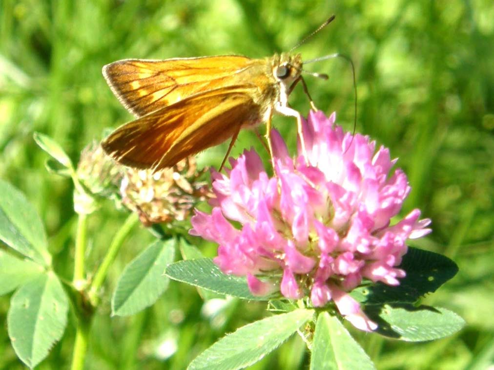 Ochlodes altoatesini da identificare