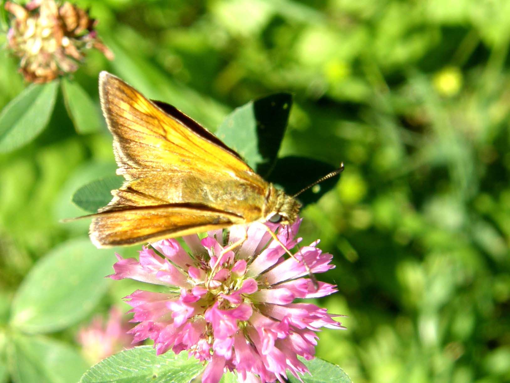 Ochlodes altoatesini da identificare