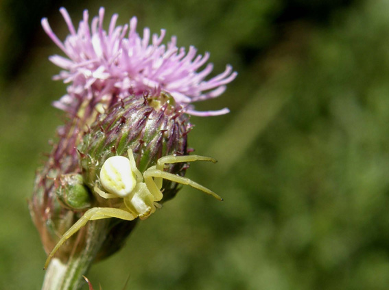 Ragno predatore, preda ed...opportunisti