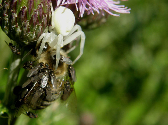 Ragno predatore, preda ed...opportunisti