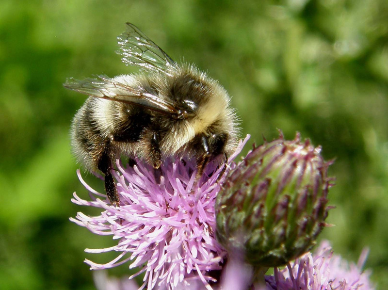 Bombo a bande bianche e nere (Bombus campestris?)