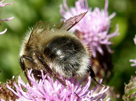 Bombo a bande bianche e nere (Bombus campestris?)