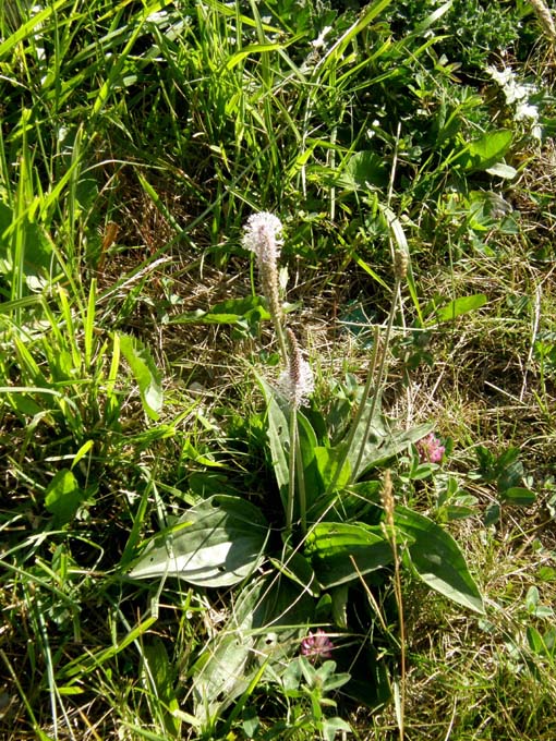 Plantago media (Lamiales - Plantaginaceae) e Phleum sp. (Poaceae)