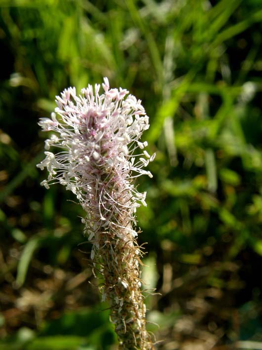 Plantago media (Lamiales - Plantaginaceae) e Phleum sp. (Poaceae)