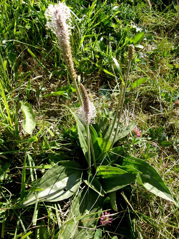 Plantago media (Lamiales - Plantaginaceae) e Phleum sp. (Poaceae)