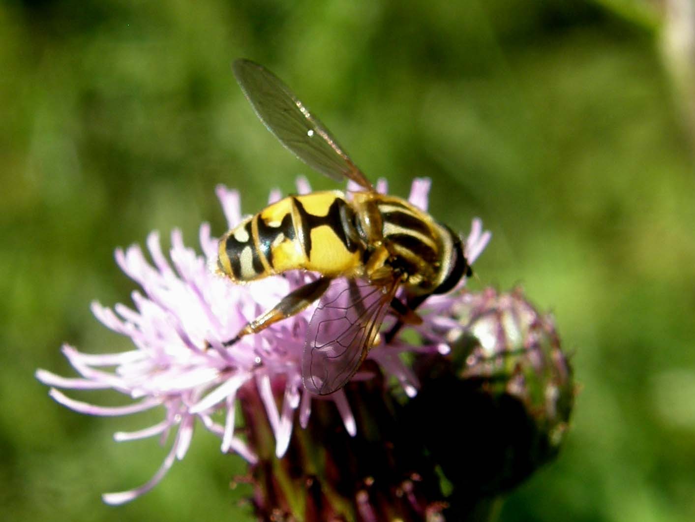 Helophilus pendulus