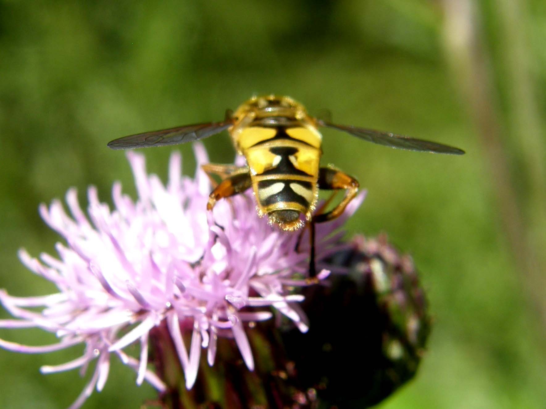 Helophilus pendulus