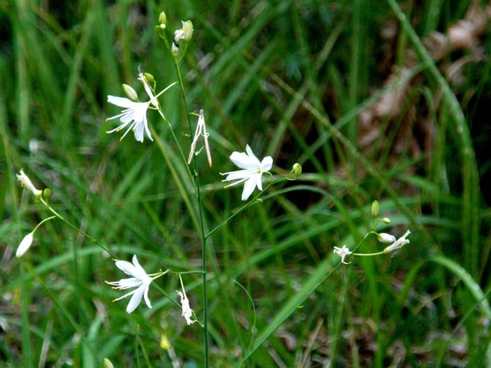 Anthericum ramosum / Lilioasfodelo minore