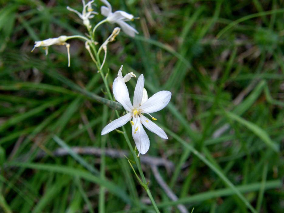 Anthericum ramosum / Lilioasfodelo minore