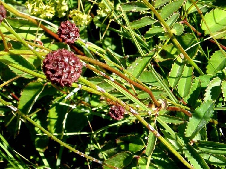 Sanguisorba officinalis