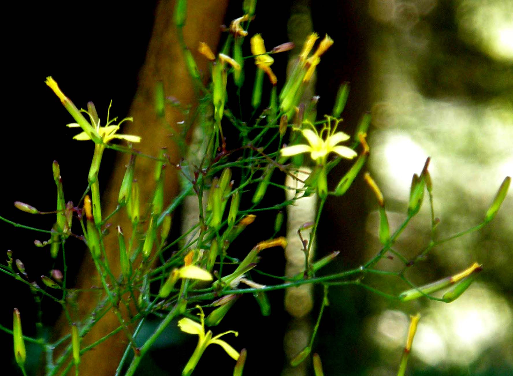 Mycelis muralis (=Lactuca muralis) / Lattuga dei boschi