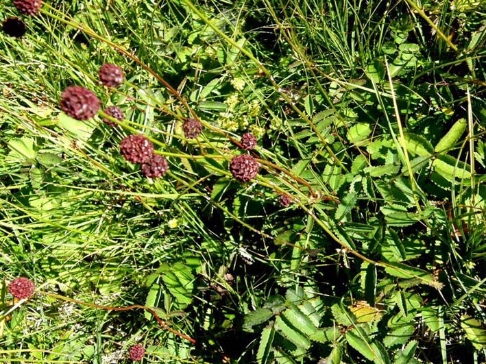 Sanguisorba officinalis