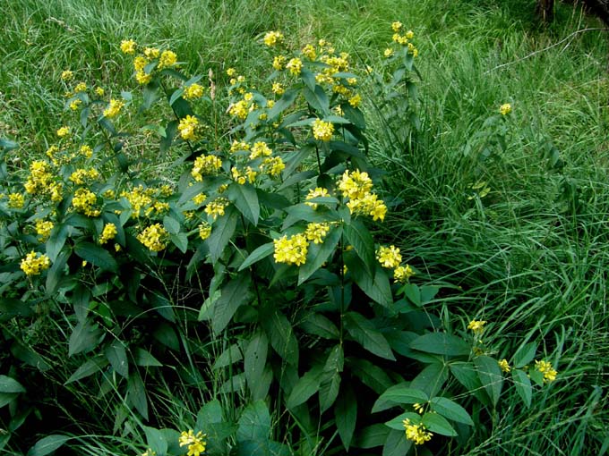 Fiori gialli...a mazzetti - Lysimachia vulgaris